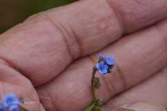 Cynoglossum zeylanicum